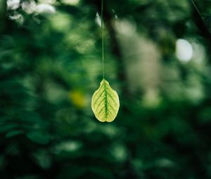 Preview wallpaper leaf, blur, macro, green