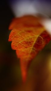 Preview wallpaper leaf, blur, macro