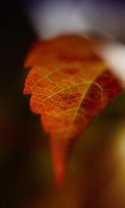 Preview wallpaper leaf, blur, macro