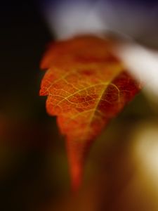 Preview wallpaper leaf, blur, macro