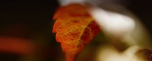 Preview wallpaper leaf, blur, macro