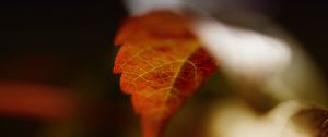 Preview wallpaper leaf, blur, macro