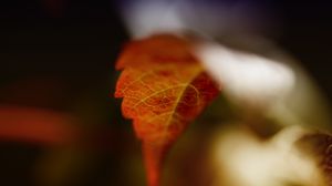 Preview wallpaper leaf, blur, macro