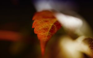 Preview wallpaper leaf, blur, macro