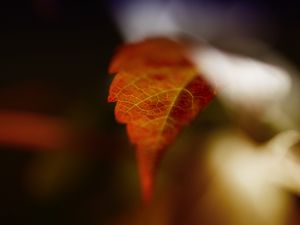 Preview wallpaper leaf, blur, macro