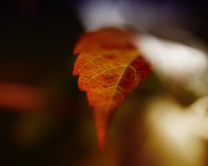 Preview wallpaper leaf, blur, macro