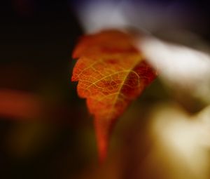 Preview wallpaper leaf, blur, macro