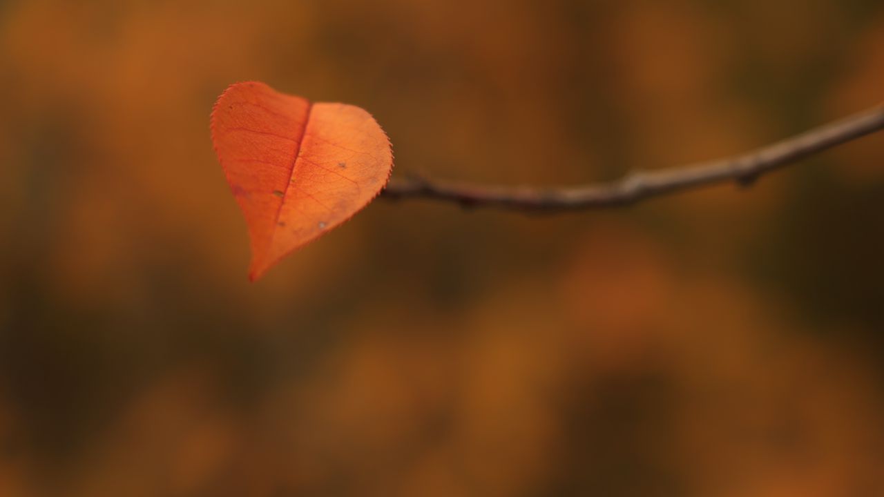Wallpaper leaf, branch, autumn, macro
