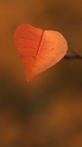Preview wallpaper leaf, branch, autumn, macro
