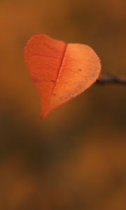 Preview wallpaper leaf, branch, autumn, macro
