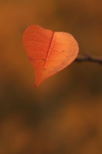 Preview wallpaper leaf, branch, autumn, macro