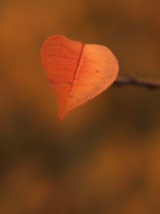 Preview wallpaper leaf, branch, autumn, macro