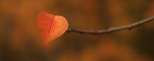 Preview wallpaper leaf, branch, autumn, macro