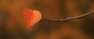 Preview wallpaper leaf, branch, autumn, macro