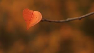 Preview wallpaper leaf, branch, autumn, macro