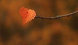 Preview wallpaper leaf, branch, autumn, macro