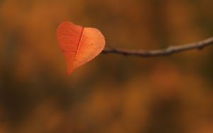 Preview wallpaper leaf, branch, autumn, macro