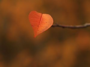 Preview wallpaper leaf, branch, autumn, macro