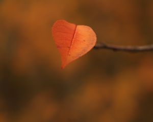 Preview wallpaper leaf, branch, autumn, macro