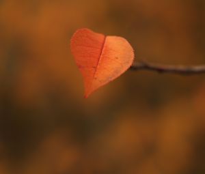 Preview wallpaper leaf, branch, autumn, macro