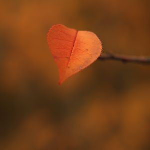 Preview wallpaper leaf, branch, autumn, macro