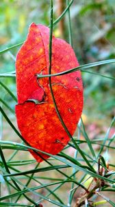 Preview wallpaper leaf, branch, autumn, spruce