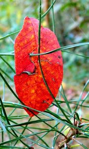 Preview wallpaper leaf, branch, autumn, spruce