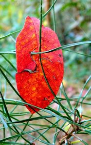 Preview wallpaper leaf, branch, autumn, spruce