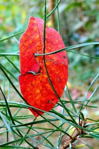 Preview wallpaper leaf, branch, autumn, spruce