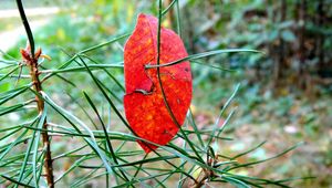 Preview wallpaper leaf, branch, autumn, spruce