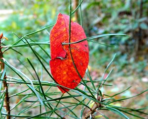 Preview wallpaper leaf, branch, autumn, spruce