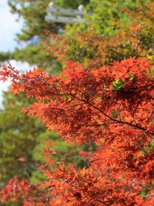 Preview wallpaper leaf, branch, autumn