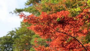 Preview wallpaper leaf, branch, autumn