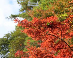 Preview wallpaper leaf, branch, autumn