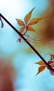 Preview wallpaper leaf, branch, bright, light