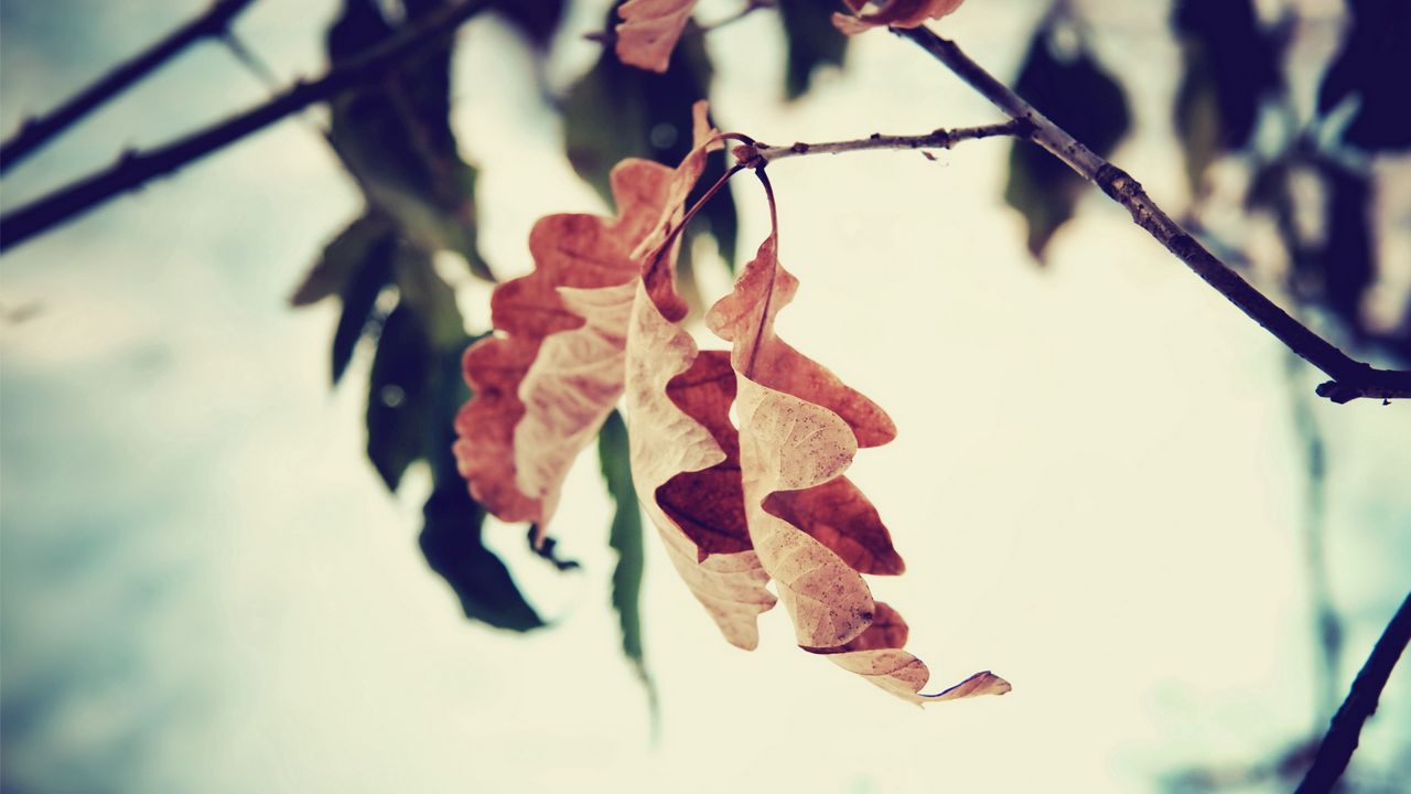 Wallpaper leaf, branch, brown, dried, autumn