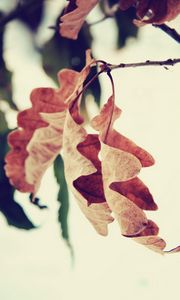 Preview wallpaper leaf, branch, brown, dried, autumn