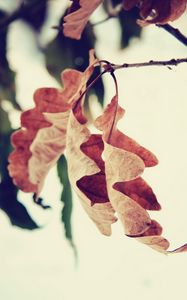 Preview wallpaper leaf, branch, brown, dried, autumn