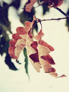 Preview wallpaper leaf, branch, brown, dried, autumn