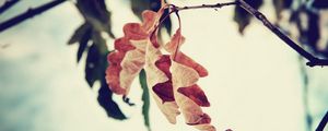 Preview wallpaper leaf, branch, brown, dried, autumn