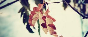 Preview wallpaper leaf, branch, brown, dried, autumn