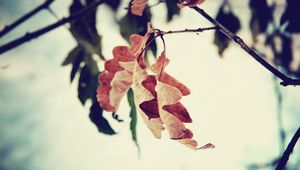 Preview wallpaper leaf, branch, brown, dried, autumn