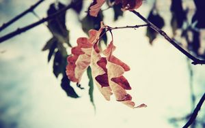 Preview wallpaper leaf, branch, brown, dried, autumn