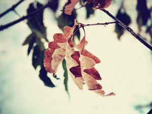 Preview wallpaper leaf, branch, brown, dried, autumn