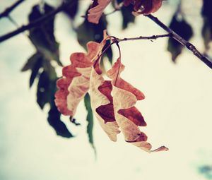 Preview wallpaper leaf, branch, brown, dried, autumn