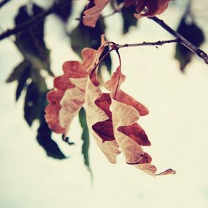 Preview wallpaper leaf, branch, brown, dried, autumn