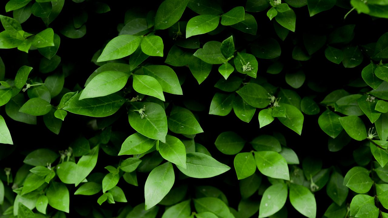 Wallpaper leaf, branch, bush, green