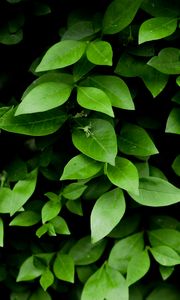 Preview wallpaper leaf, branch, bush, green