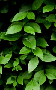 Preview wallpaper leaf, branch, bush, green