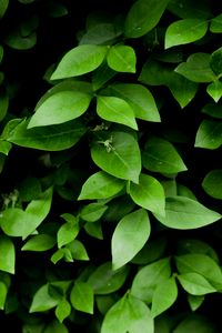 Preview wallpaper leaf, branch, bush, green